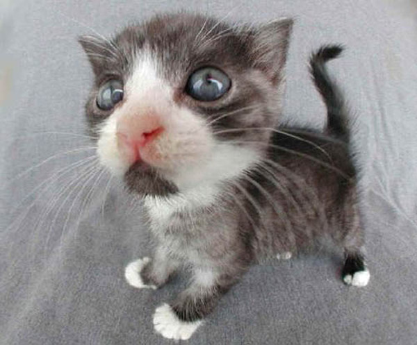 kitty-close-up